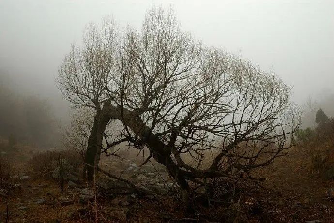 植树节 || 长得这么千奇百怪真的是正经树吗？